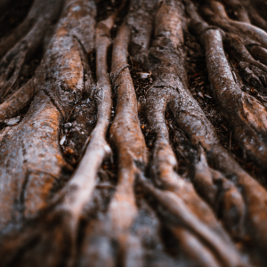 Roots and Shoots: The Story of Jane Goodall's Grand Project