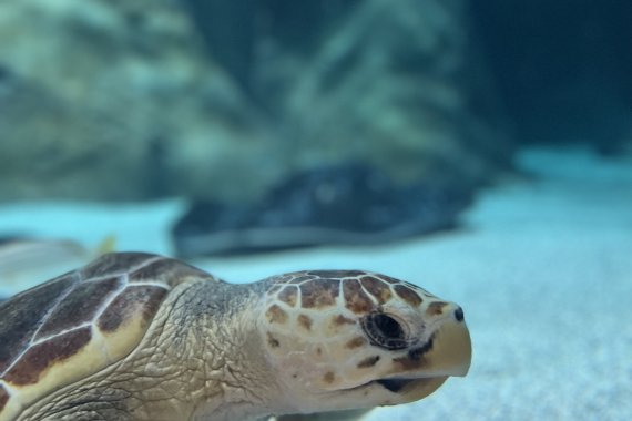 AQUARIUM LANZAROTE