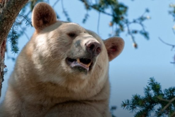 BC Wildlife Park