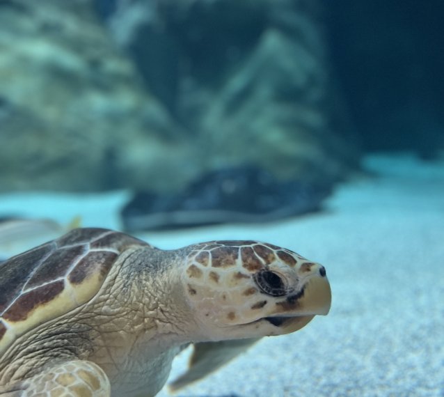 AQUARIUM LANZAROTE