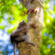 How tiny monkeys are tackling deforestation in Bolivia